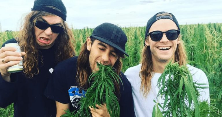 dune rats weed field