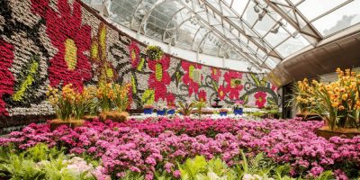 Royal Botanic Garden Flower