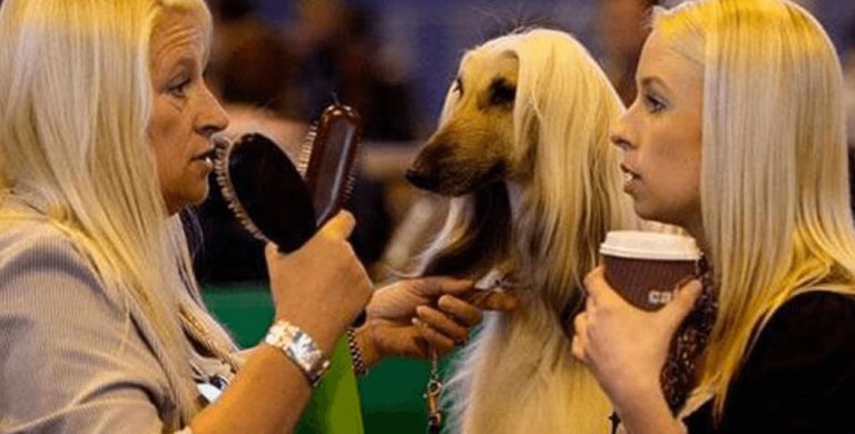 Dog show