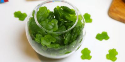 Allen's Green Frogs