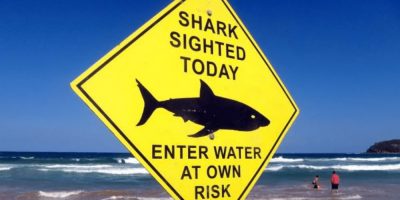 Shark attack