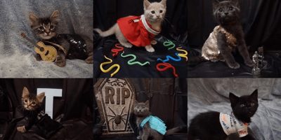 taylor swift cats