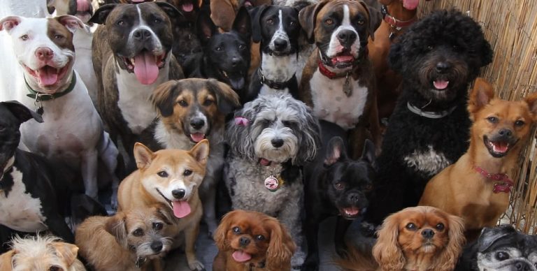 Dogs - lots of dogs