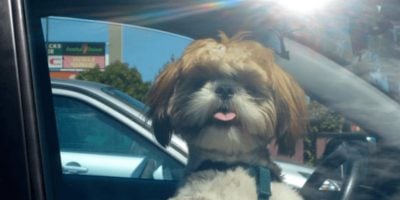 Dogs die in hot cars