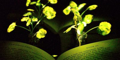 glow-in-the-dark plants