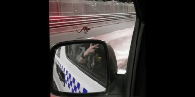 Wallaby on the Harbour Bridge