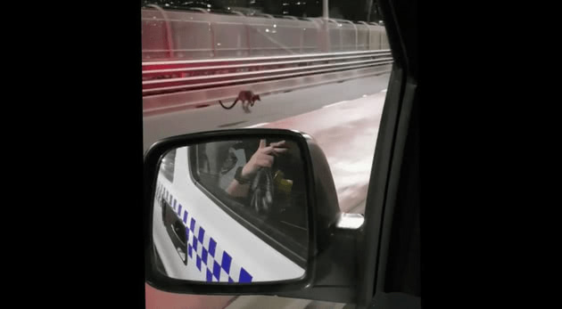 Wallaby on the Harbour Bridge