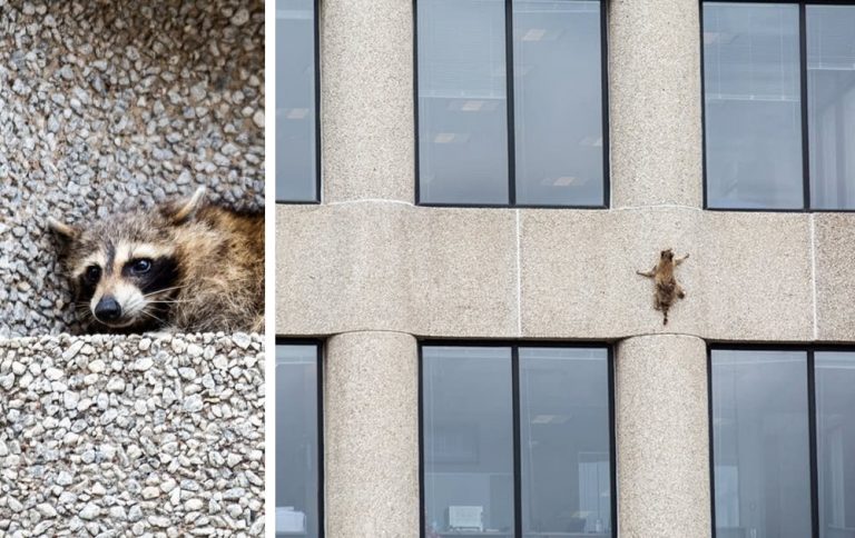 A minnesota raccoon has become a social media star