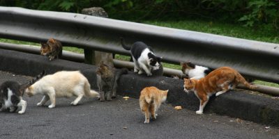 feral cats son side of road