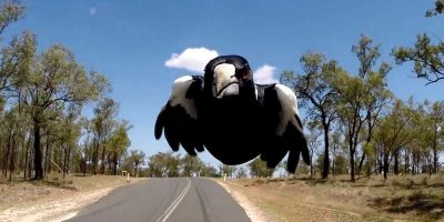 magpie