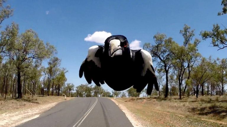 magpie