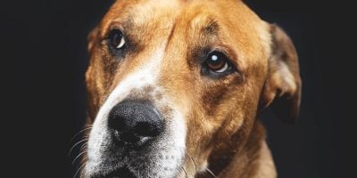 Landlords need to stop discriminating against pet owners