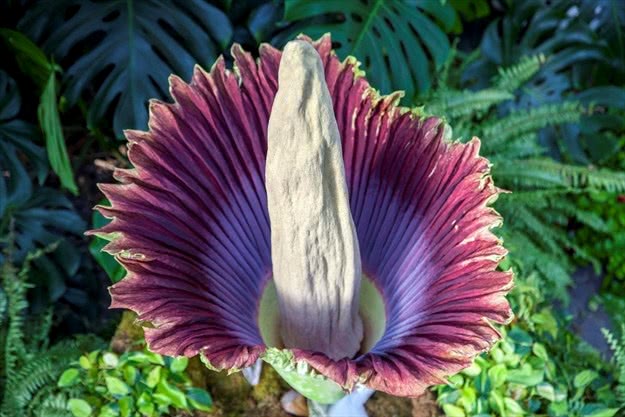 corpse flower gross