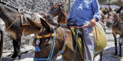 Donkeys in Greece