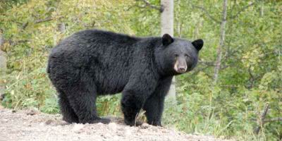 Black Bear