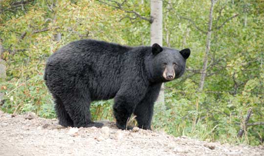 Black Bear