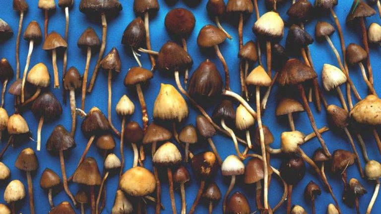 magic-mushrooms