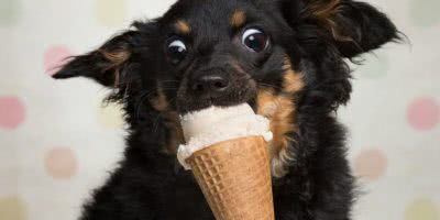 Gelatissimo dog