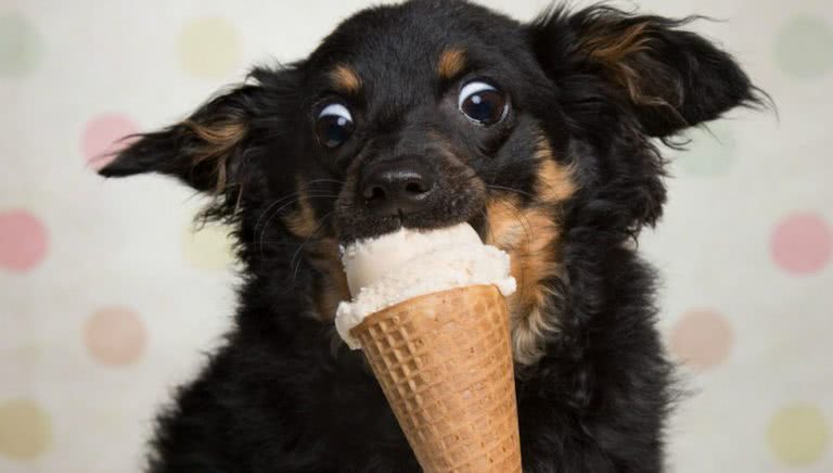 Gelatissimo dog