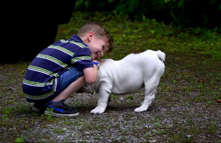 family pet dog boy