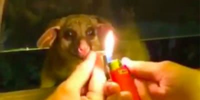 Possum Smoking Joint