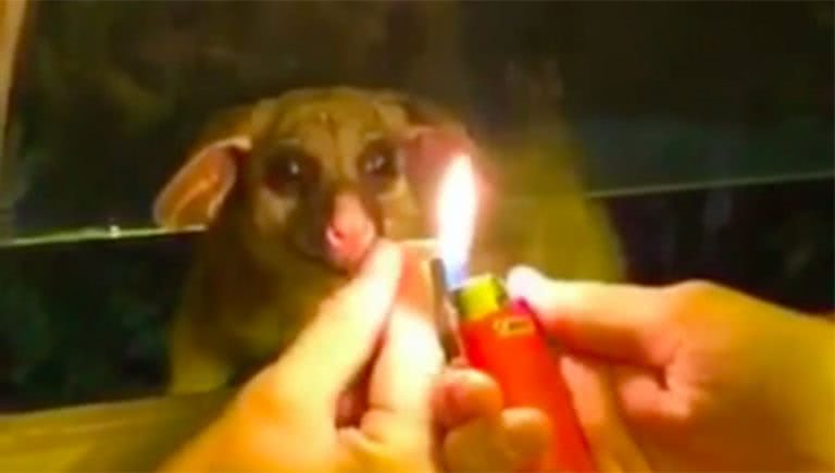 Possum Smoking Joint