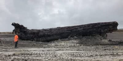 Image of the Kauri Log