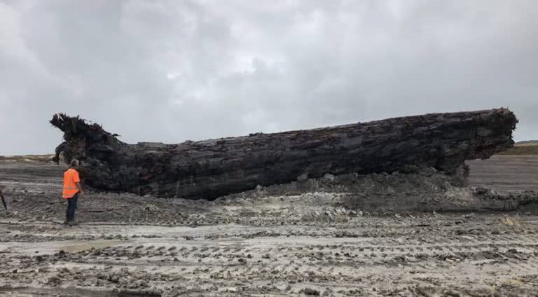 Image of the Kauri Log