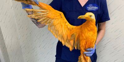 A Seagull covered in turmeric was rescued in The U.K. earlier this month