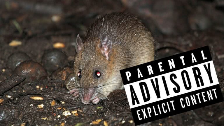 Image of a bush rat and a censored sign