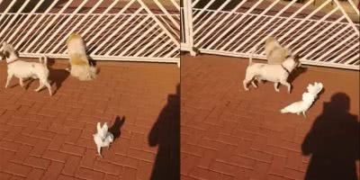 This South African cockatoo believes himself to be a guard dog