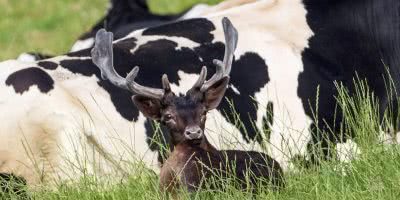 Photo of a deer who believes they're a cow