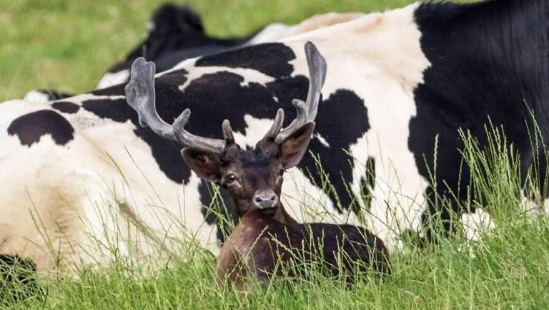 Photo of a deer who believes they're a cow