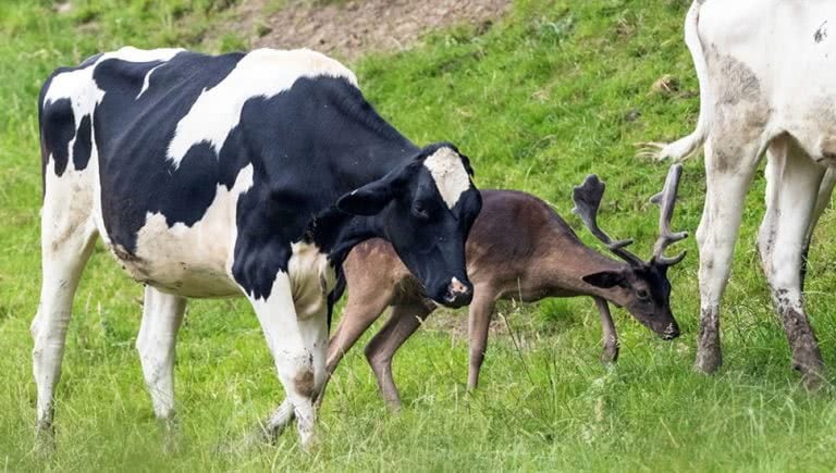 The New Zealand government genuinely wants to tax cow burps