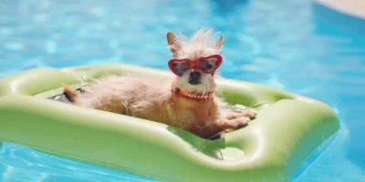 dog in glasses in pool