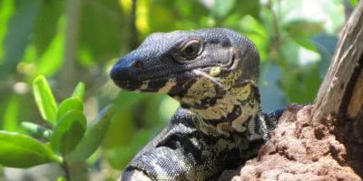 Goanna