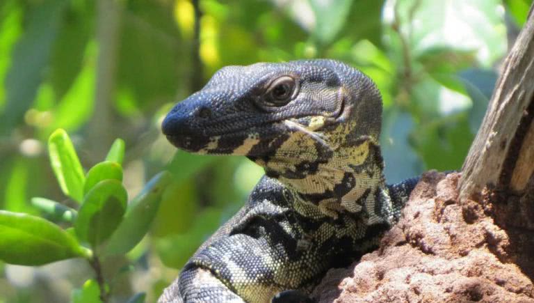 Goanna