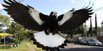 Magpie