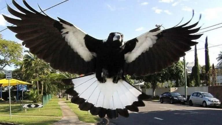 Magpie