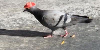 cowboy pigeon