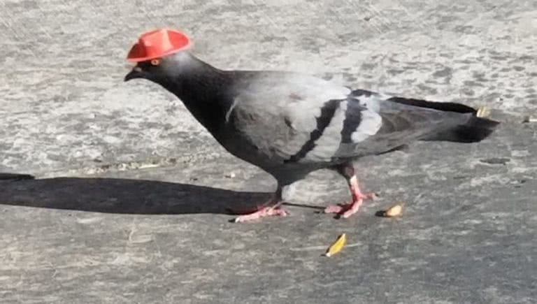 cowboy pigeon