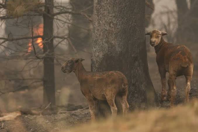 Bush fires