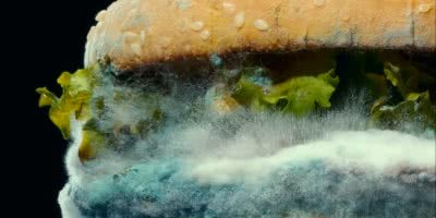 moldy whopper