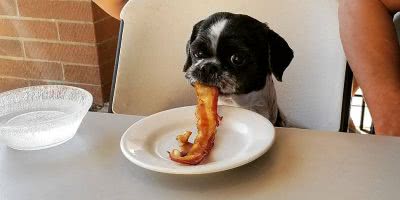 Dog Eating Bacon