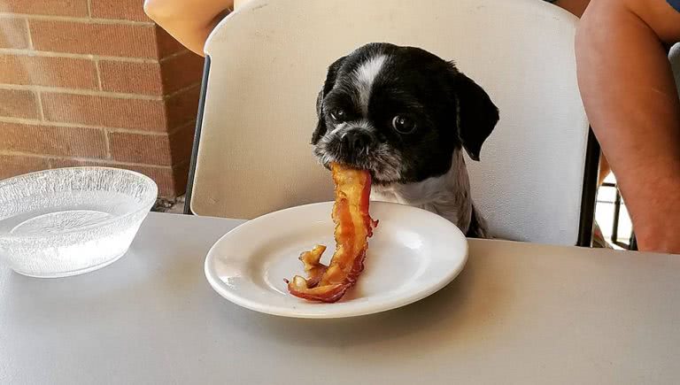 Dog Eating Bacon