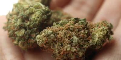 Cannabis