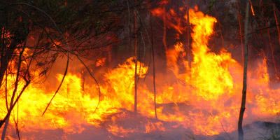 A new study says that the Black Summer fires were far from normal