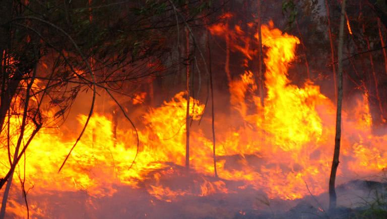 A new study says that the Black Summer fires were far from normal