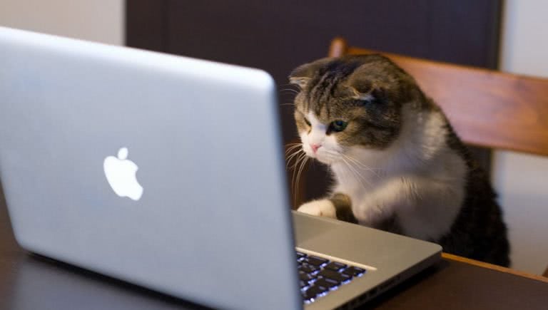 Cat using a laptop