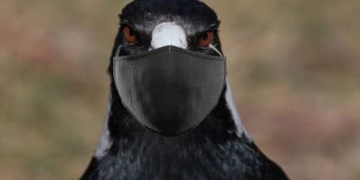 magpie facemask